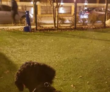 Dog park