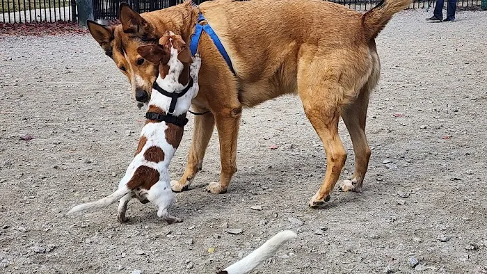 LeDroit Dog Park 3