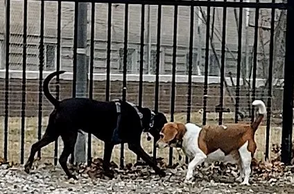 LeDroit Dog Park 5