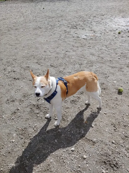 LeDroit Dog Park 7