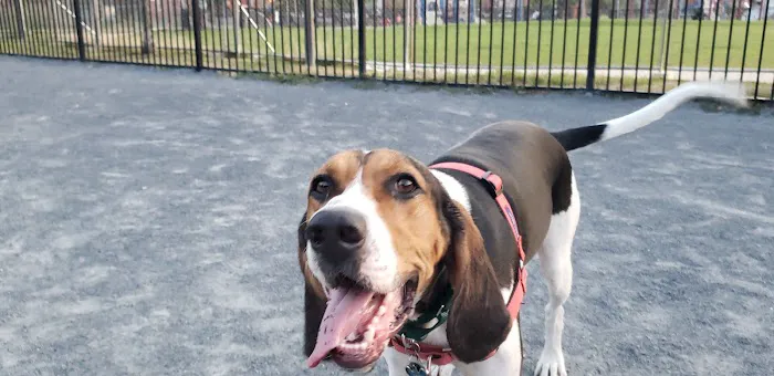 LeDroit Dog Park 8
