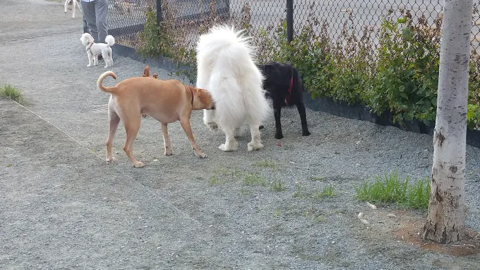 Kingsman Field Dog Park 6