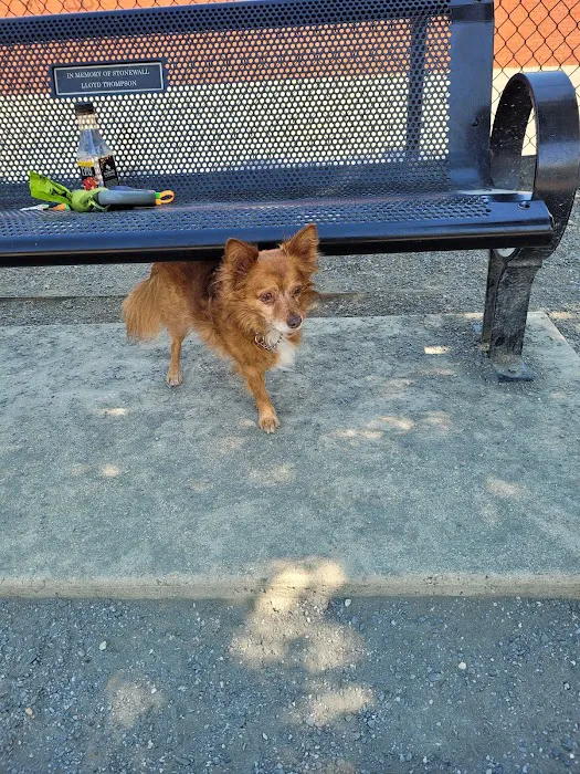 Kingsman Field Dog Park 8
