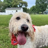 Sniff Spot Peaceful Acre Private Dog Park ico