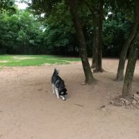 Chandon Dog Park ico
