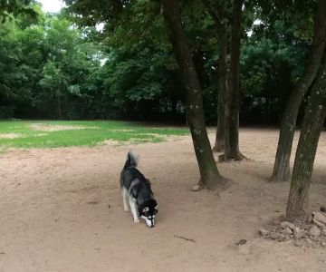 Chandon Dog Park