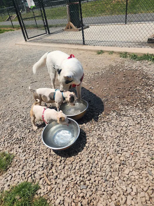 Chandon Dog Park 8