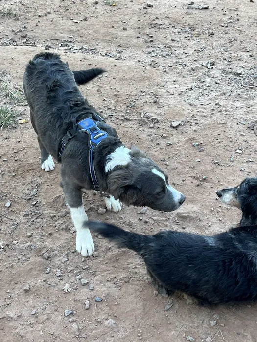 Chandon Dog Park 5