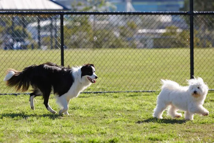 Dog Park 1