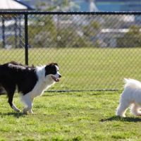 Dog Park ico