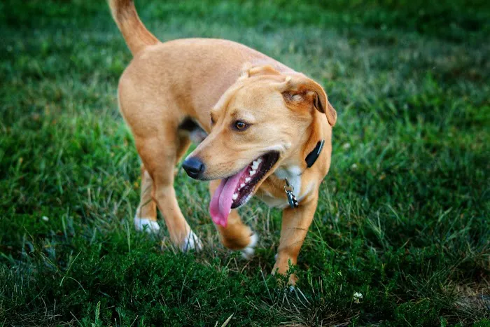 Creighton West Park Dog Park - Brambleton HOA 6