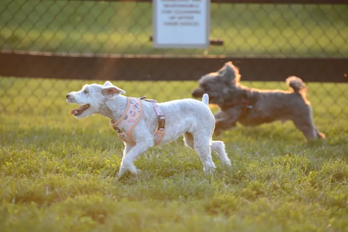 Creighton West Park Dog Park - Brambleton HOA 9