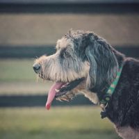 Creighton West Park Dog Park - Brambleton HOA ico