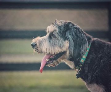 Creighton West Park Dog Park - Brambleton HOA