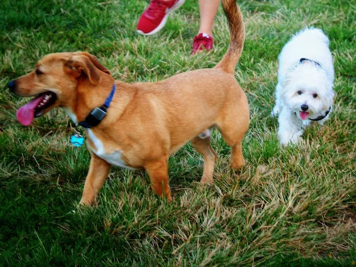 Creighton West Park Dog Park - Brambleton HOA 8