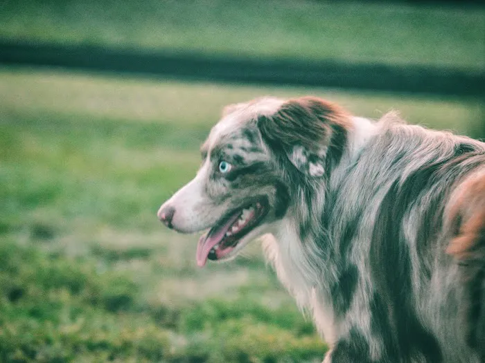 Creighton West Park Dog Park - Brambleton HOA 3