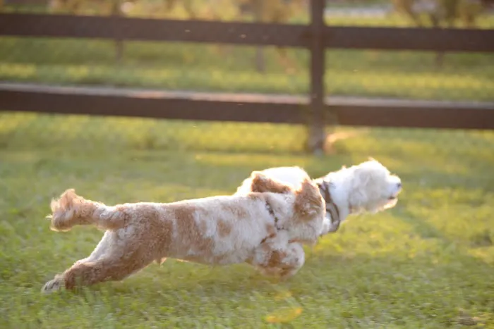Creighton West Park Dog Park - Brambleton HOA 5
