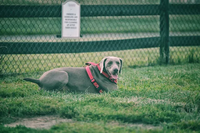 Creighton West Park Dog Park - Brambleton HOA 2