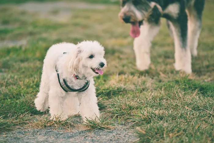 Creighton West Park Dog Park - Brambleton HOA 4