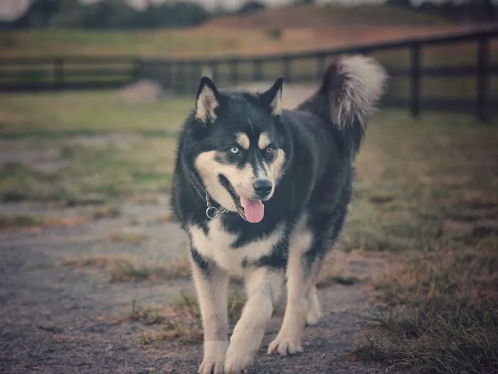 Creighton West Park Dog Park - Brambleton HOA 7