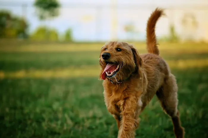 Hal & Berni Hanson Park Off-Leash Dog Park 1