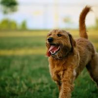 Hal & Berni Hanson Park Off-Leash Dog Park ico