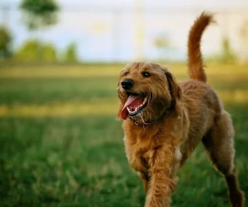 Hal & Berni Hanson Park Off-Leash Dog Park