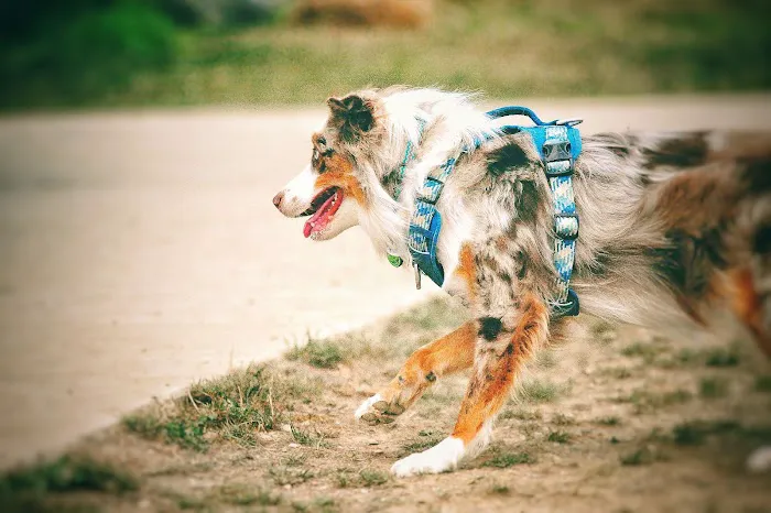 Hal & Berni Hanson Park Off-Leash Dog Park 10