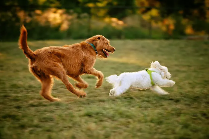 Hal & Berni Hanson Park Off-Leash Dog Park 9