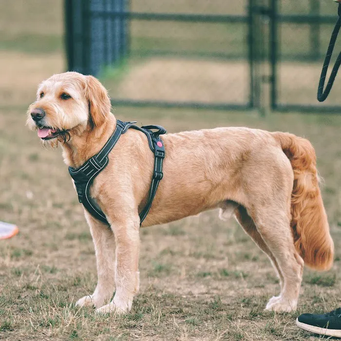 Hal & Berni Hanson Park Off-Leash Dog Park 6