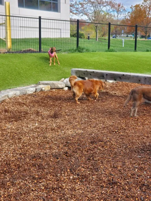 Canis Major Dog Park 4