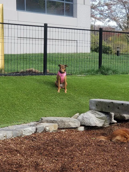 Canis Major Dog Park 5