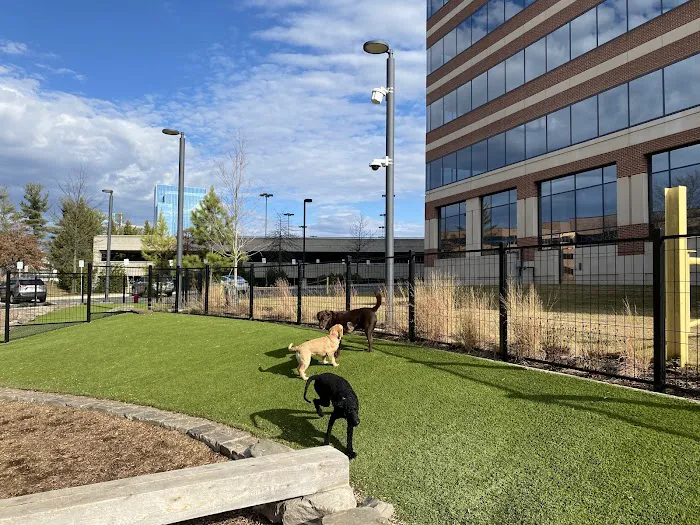 Canis Major Dog Park 2