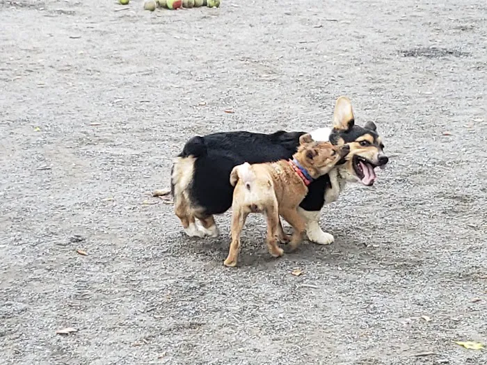 Vienna Dog Park 1