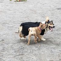 Vienna Dog Park ico