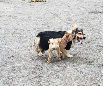 Vienna Dog Park