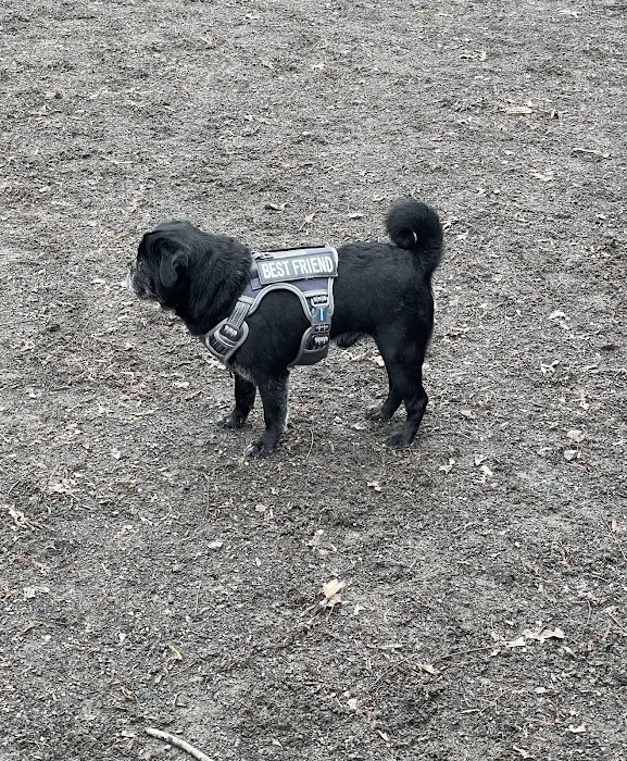 Vienna Dog Park 10