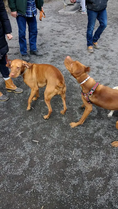 Vienna Dog Park 9