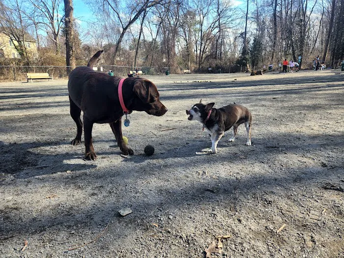 Vienna Dog Park 6