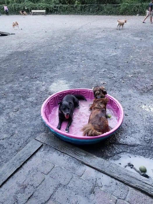 Vienna Dog Park 7