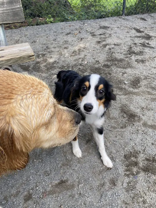 Vienna Dog Park 3
