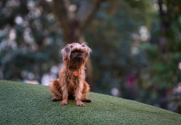 Reserve Dog Park 10