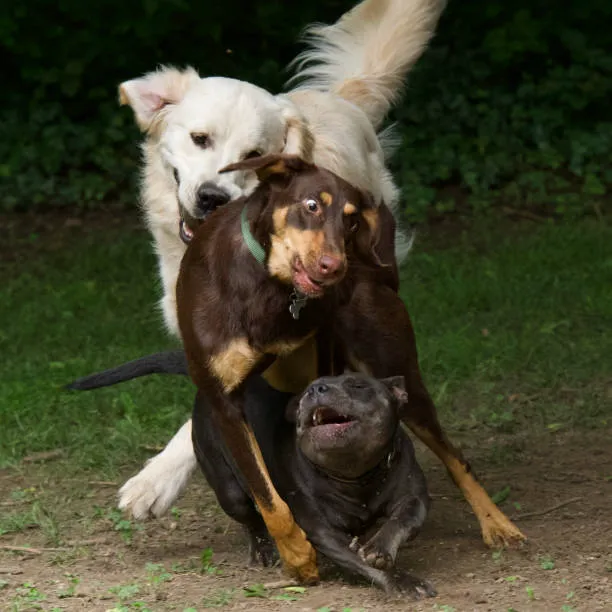 Reserve Dog Park 9