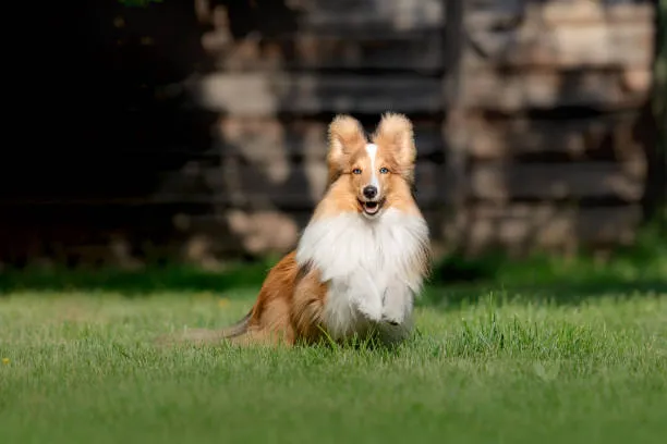 Reserve Dog Park 6