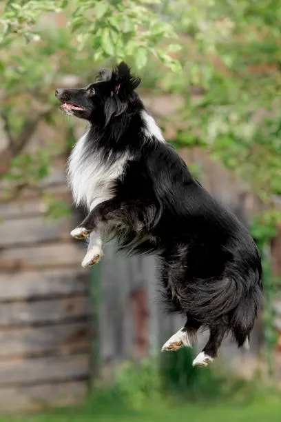 Reserve Dog Park 3