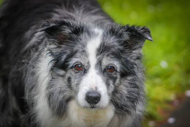 Reserve Dog Park 1