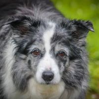 Reserve Dog Park ico