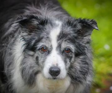 Reserve Dog Park