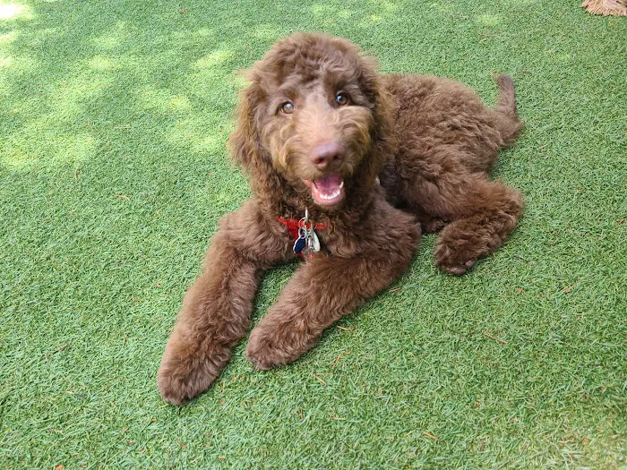 Halstead Square Dog Park 10