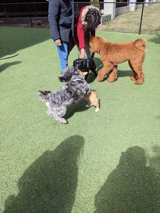 Halstead Square Dog Park 2